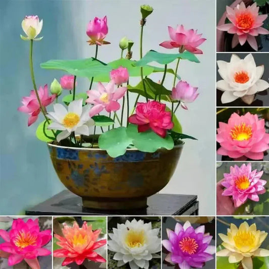 Bonsai Lotus Flower Seeds (50pc)
