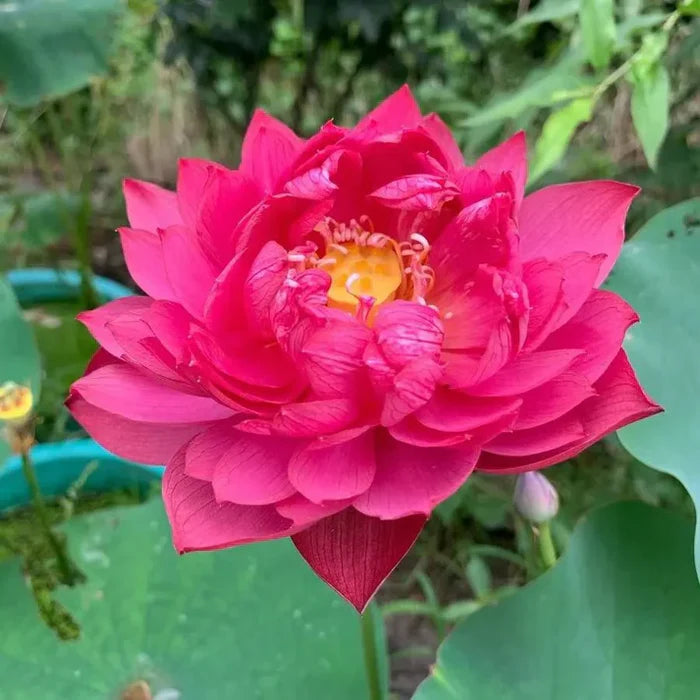 Bonsai Lotus Flower Seeds (50pc)