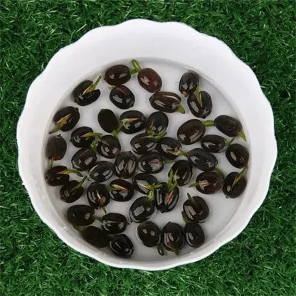 Bonsai Lotus Flower Seeds (50pc)