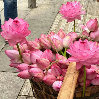 Bonsai Lotus Flower Seeds (50pc)
