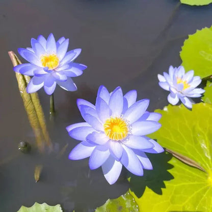 Bonsai Lotus Flower Seeds (50pc)